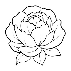 lotus flower isolated on white