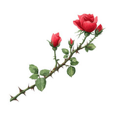 Obraz premium A vibrant red rose with buds and thorns on a long stem isolated on transparent background