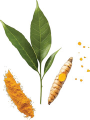 Fototapeta premium Fresh turmeric root powder leaves spice