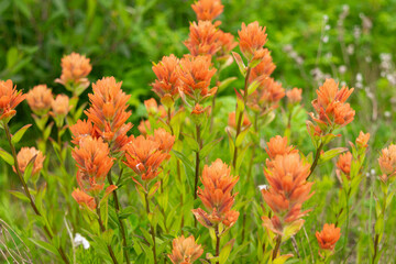 Bright beautiful summer bloom of orange Indian paintbrush (Castilleja) with green foliage in the alpine meadow.