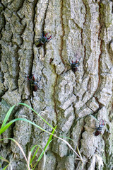 Male stag beetles. Stag beetle on an old oak tree.