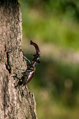 Male stag beetle. Stag beetle on an old oak tree.