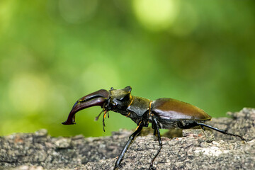 Male stag beetle. Stag beetle on an old oak tree.