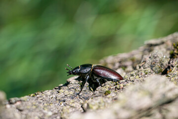 Female stag beetle. Stag beetle on an old oak tree.