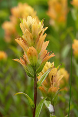 Bright beautiful summer bloom of yellow Indian paintbrush (Castilleja) with green foliage in the alpine meadow.