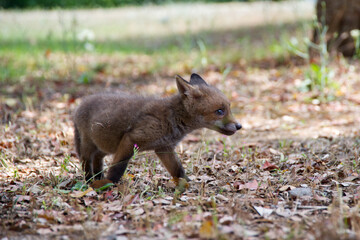 FOX (VULPES VULPES), fox. Nurra. (Sassari) Sardinia. Italy  puppy, cub.