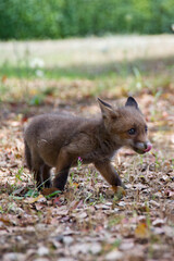FOX (VULPES VULPES), fox. Nurra. (Sassari) Sardinia. Italy  puppy, cub.