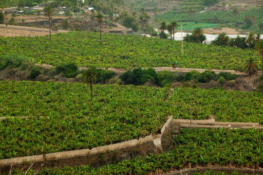 Cultivos de plataneras en el municipio de Arucas en la isla de Gran Canaria, Espa&ntilde;a