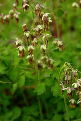 Delicate flowers of Thalictrum dioicum, commonly known as Early Meadow-Rue on slender stems in a woodland habitat, airy clusters of pale and foliage in spring forest floor.