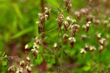 Delicate flowers of Thalictrum dioicum, commonly known as Early Meadow-Rue on slender stems in a woodland habitat, airy clusters of pale and foliage in spring forest floor.