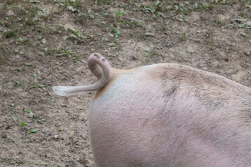 pig tail 