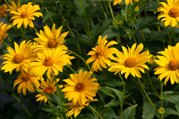 yellow chrysanthemum flowers
