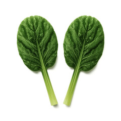 Two fresh healthy spinach leaves with prominent veins are showcased against a stark white backdrop highlighting their natural beauty