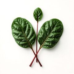 A minimalist composition featuring three fresh textured green leaves with prominent veins and deep red stems against a stark white backdrop