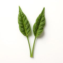 A minimalist composition featuring two fresh textured green leaves with distinct veining presented against a stark white backdrop