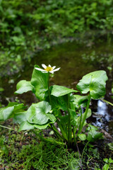 White flower of blooming Caltha leptosepala, (the white marsh marigold or Elksip), flowering pland with green leaves growing in the moist alpine meadow in summer.