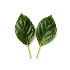 A close-up studio shot features two fresh dark green basil leaves with prominent veins elegantly presented on a stark white surface