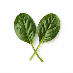 Two vibrant green spinach leaves are positioned in a delicate cross shape on a pure white backdrop highlighting their freshness
