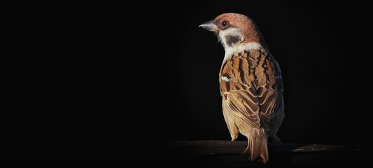 House Sparrow (Passer domesticus) on black background