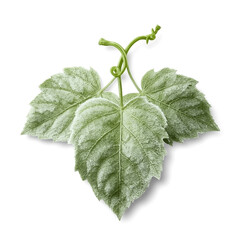 A single green grapevine leaf with prominent veins and a fuzzy texture attached to a twisting tendril isolated on white