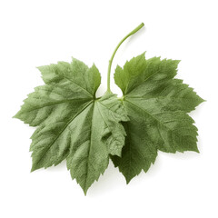 This close-up image showcases a vibrant green leaf with deeply lobed serrated edges and a network of visible veins