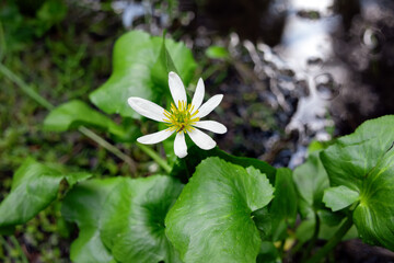 White flower of blooming Caltha leptosepala, (the white marsh marigold or Elksip), flowering pland with green leaves growing in the moist alpine meadow in summer.