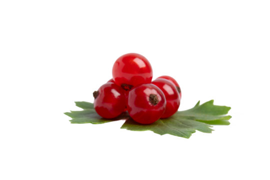 Red Currants on Leaf, isolated on transparent background, PNG