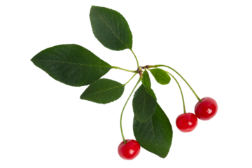 Three Red Cherries with Green Leaves, isolated on transparent background, PNG
