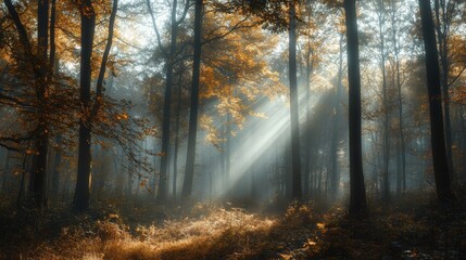 A misty forest in autumn with light rays passing through trees 