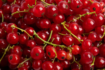 Red currants close-up