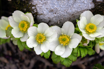 White beautiful bloom of Trollius laxus (American globeflower) with green foliage in summer...