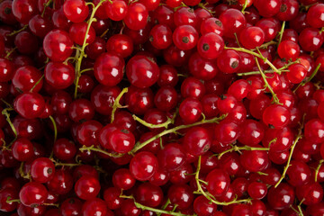 Red currants – top view