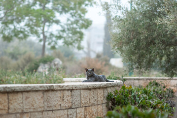 grey cat on the street