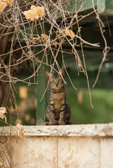 grey cat on the street