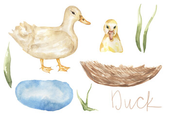 Watercolor duck with duckling, lake, nest illustration set,  bird animal clipart