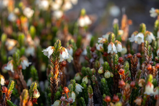 Cute tiny white flowers of Cassiope mertensiana (Western moss heather or White mountain heather) grow in the low shrub in alpine meadow in spring.