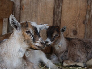 Two goats are laying down in a barn