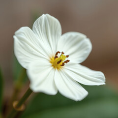 quillaja macro closeup