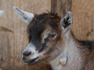 Obraz premium Baby goat with a brown and white face