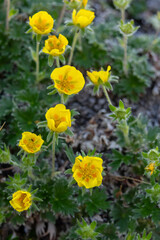 Cute yellow flowers of Villous cinquefoil (Potentilla villosa) with lush green foliage growing on rocky terrain of the alpine meadow in summer.