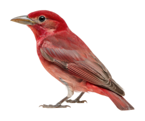 Vibrant red bird perched on branch wildlife natural habitat view isolated on transparent background