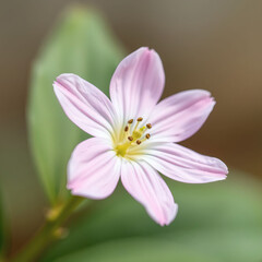 saponaria macro closeup