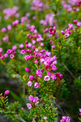 Evergreen dwarf shrub with cute pink flowers, Phyllodoce caerulea (Mountain heather) is growing in the alpine meadow in summer.