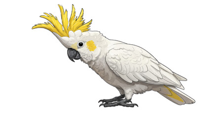 parrot on white background