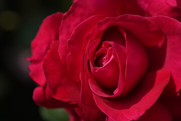 quantum Cambridge valentine roses on different scales and with macro photography