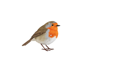 A robin in snow, vector cozy winter theme, white background