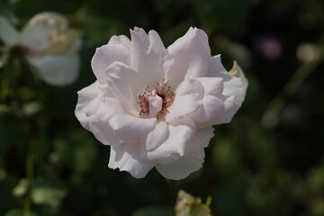 quantum Cambridge valentine roses on different scales and with macro photography