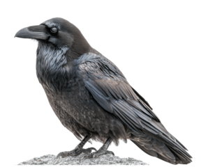Majestic raven observing its surroundings forest habitat nature wildlife isolated on transparent background
