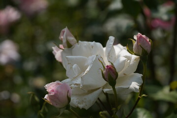 quantum Cambridge valentine roses on different scales and with macro photography