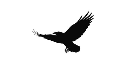Obraz premium A raven flying in sky, vector silhouette dark theme, white background